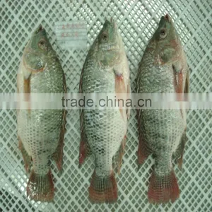 Gutted Scaled Whole Tilapia for Whole Sale China Origin thumbnail-1