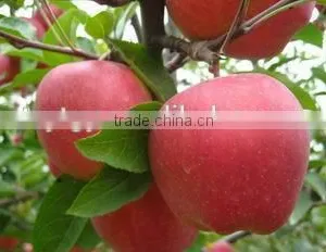 Red Delicious Apple Huaniu Apple Brand YiTian Fresh Red Delicious Apple thumbnail-4