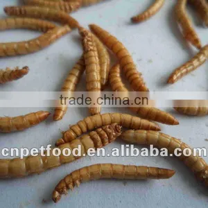 Dried Tenebrio Molitor Reptile Feeding thumbnail-3