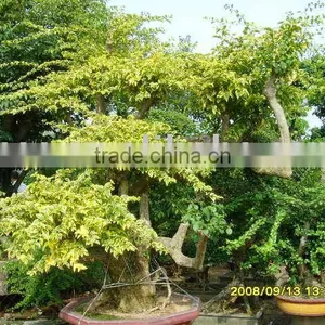 Bougainvillea thumbnail-1