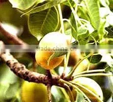 Pura Marula Oils thumbnail-1
