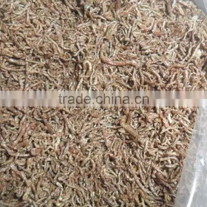 Good Price And Quality Blood Worms thumbnail-2