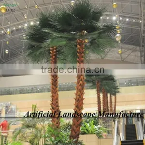 Garden Outdoor Uv-protected Date Palm Tree Canary Date Palm Tree thumbnail-3