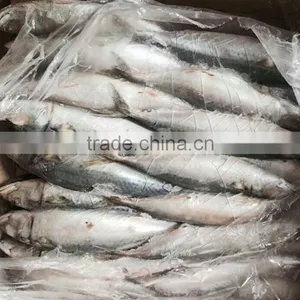 Frozen Pacific Mackerel For Bait thumbnail-1