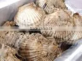 Best-selling , Delicious Frozen Seafood , Scallops With One/two Shells Made in Japan thumbnail-1