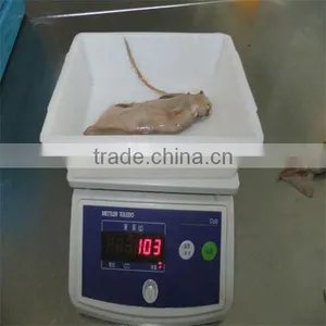 Best Sea Fresh Squid for Sale thumbnail-1