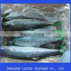 Frozen Fresh Spanish Mackerel thumbnail-1