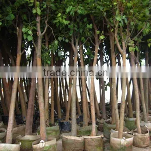 Ficus Religiosa Potted D8cm thumbnail-1