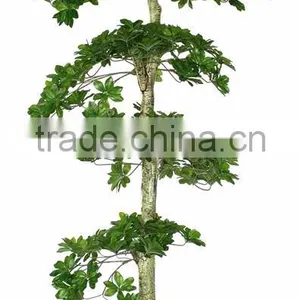 Foliage Plants Bonsai From Guangzhou Factory thumbnail-4