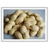 The Best Chinese Peanuts in Shell New Crop 2009 thumbnail-1