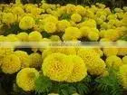 Marigold Extract /Tagetes Erecta L /lutein/CAS No:127-40-2 thumbnail-1