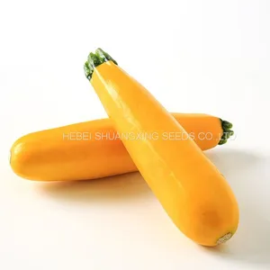 Yellow Beauty Early Maturity Yellow Skin Hybrid Squash Seeds thumbnail-1