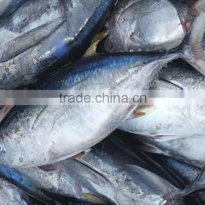Frozen Yellowfin Tuna Fish thumbnail-2