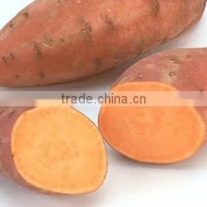 Fresh Sweet Potato thumbnail-1