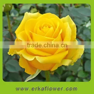 Natural Promotional Preserved Rose Flower for Home Decoration thumbnail-4