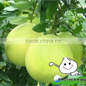 Critus Fruit Vietnam Grapefruit Pomelo With Juice thumbnail-1