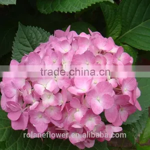 Colorful Hydrangea High Quality Natural White Hydrangea From Yunnan, China thumbnail-3