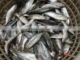 Frozen Horse Mackerel thumbnail-1