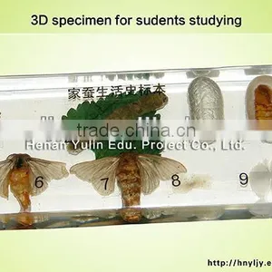 Students Learning Embedding/3D Middle and High Shool Standard Silkworm Lift Cycle Specimen for Biology Teaching thumbnail-1