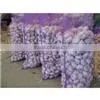 Dry Egyptian Normal White Garlic thumbnail-1