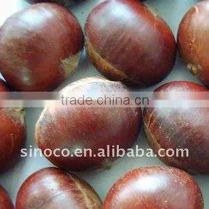 Super Raw Chestnut (60-80) thumbnail-1