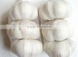 Garlic thumbnail-1