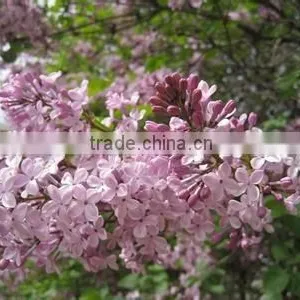 High Quality Lilac Syringa Oblata Winter Daphne Seeds thumbnail-5
