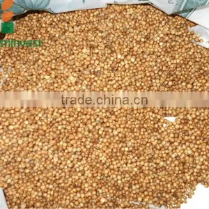 CORIANDER thumbnail-1
