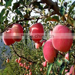 Plant Growth Promoter 20% Crystal Gibberellic Acid thumbnail-6