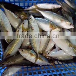 Indian Mackerel Block thumbnail-2