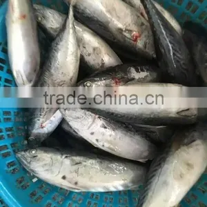 New Catch Bonito Tuna Whole thumbnail-2