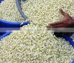 Cheap Fresh Cut FlowersJasmine thumbnail-1