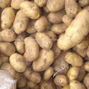 Fresh Potato thumbnail-4
