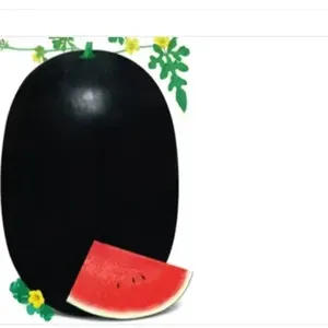Watermelon Seed Hybrid F1 Black General Seed for Sowing Good Quality Good ...Performa thumbnail-1