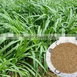 Warm Season Pennisetum Forage Seeds thumbnail-1