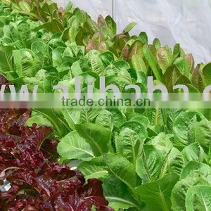 Hydroponics Farming - 10 thumbnail-1