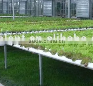Agricultural Greenhouse Flat Hydroponics thumbnail-3