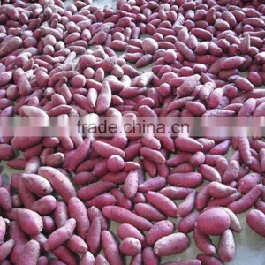 Fresh Chinese Purple Sweet Potato For Export thumbnail-3