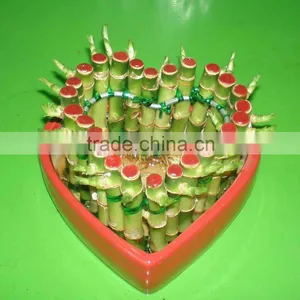 Heart Shaped Love Shaped Tower Lucky Bamboo Bonsai Dracaena Sanderiana Indoor Aquatic Feng Shui Plants Nursery Garden Decoration thumbnail-3