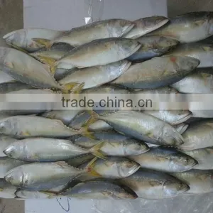 FROZEN SHORT BODIED MACKEREL WHOLE ROUND thumbnail-2