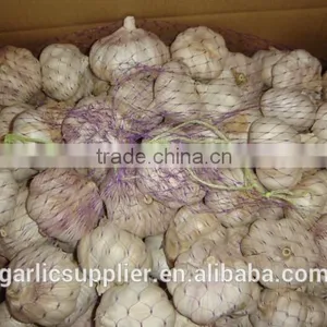 Fresh Garlic New Crop thumbnail-4