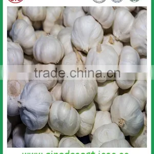 JNinxiang White Garlic in Mesh Bag or Carton thumbnail-5
