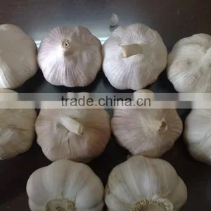 WHITE GARLIC (SKYPE: VISIMEX10) thumbnail-5