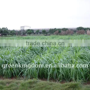 Yellowish Brown Hybrid Pennisetum Grass Seed Biology Power Fuel Plant thumbnail-1