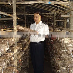 2015 Chines New Crop Shiitake Mushroom ,Top Nutrition White Flower Mushroom thumbnail-2