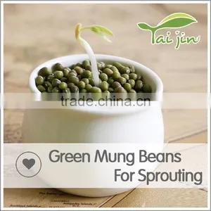 98% UP Sprouting Rate Big Size Green Mung Beans For Sprouting thumbnail-1