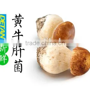 High Quality Porcini Dried Mushroom thumbnail-3