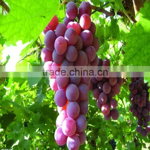 Plat Growth Accelerator 20% Crystal Gibberellic Acid thumbnail-6