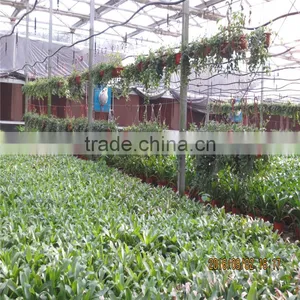 Multi Span Tunnel PE Plastic Film Hydroponic Systems Agricultural Greenhouse thumbnail-4