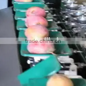Mango Grading Machine Sorter Grader thumbnail-1